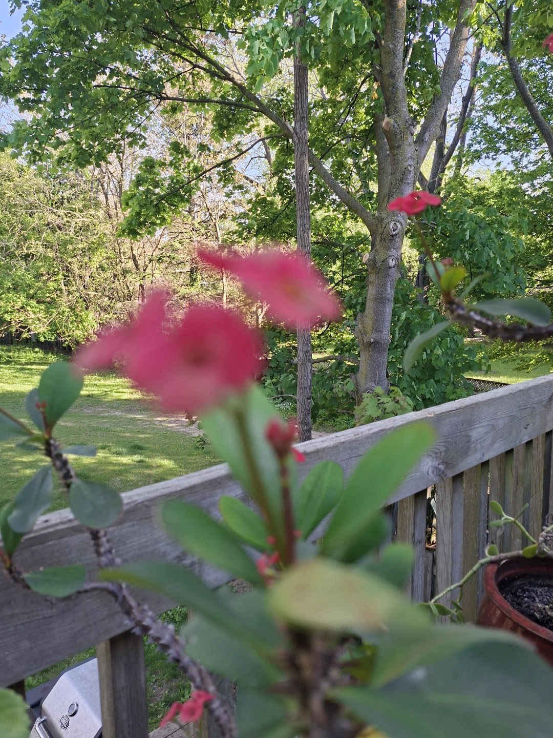 Flowering Potted Plant
