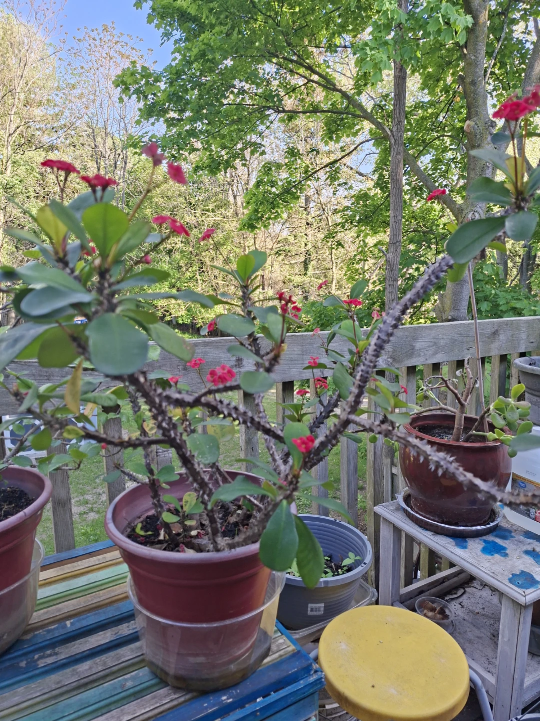 Flowering Potted Plant - photo 2