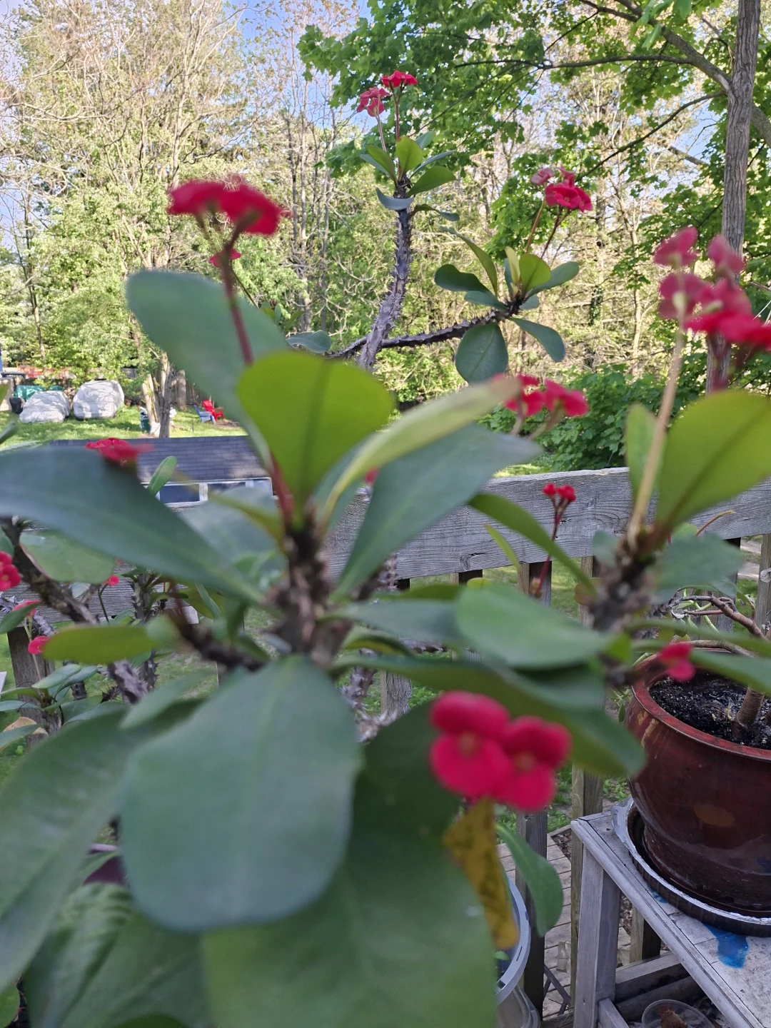 Flowering Potted Plant - photo 3