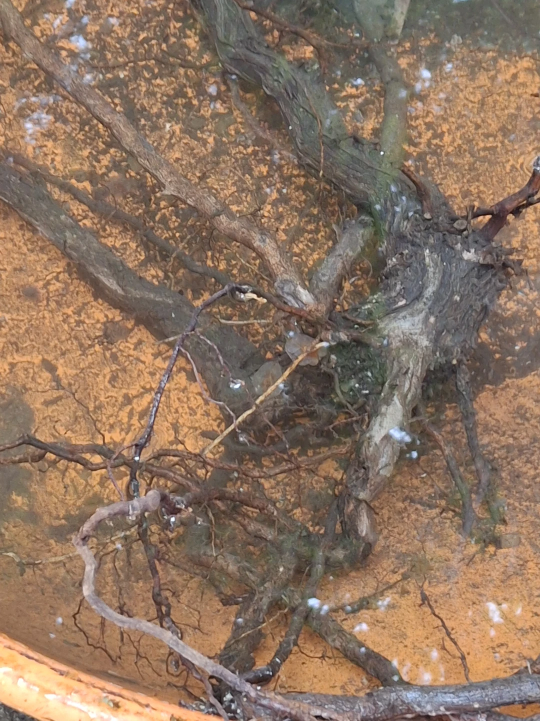 Grape vine - photo 2