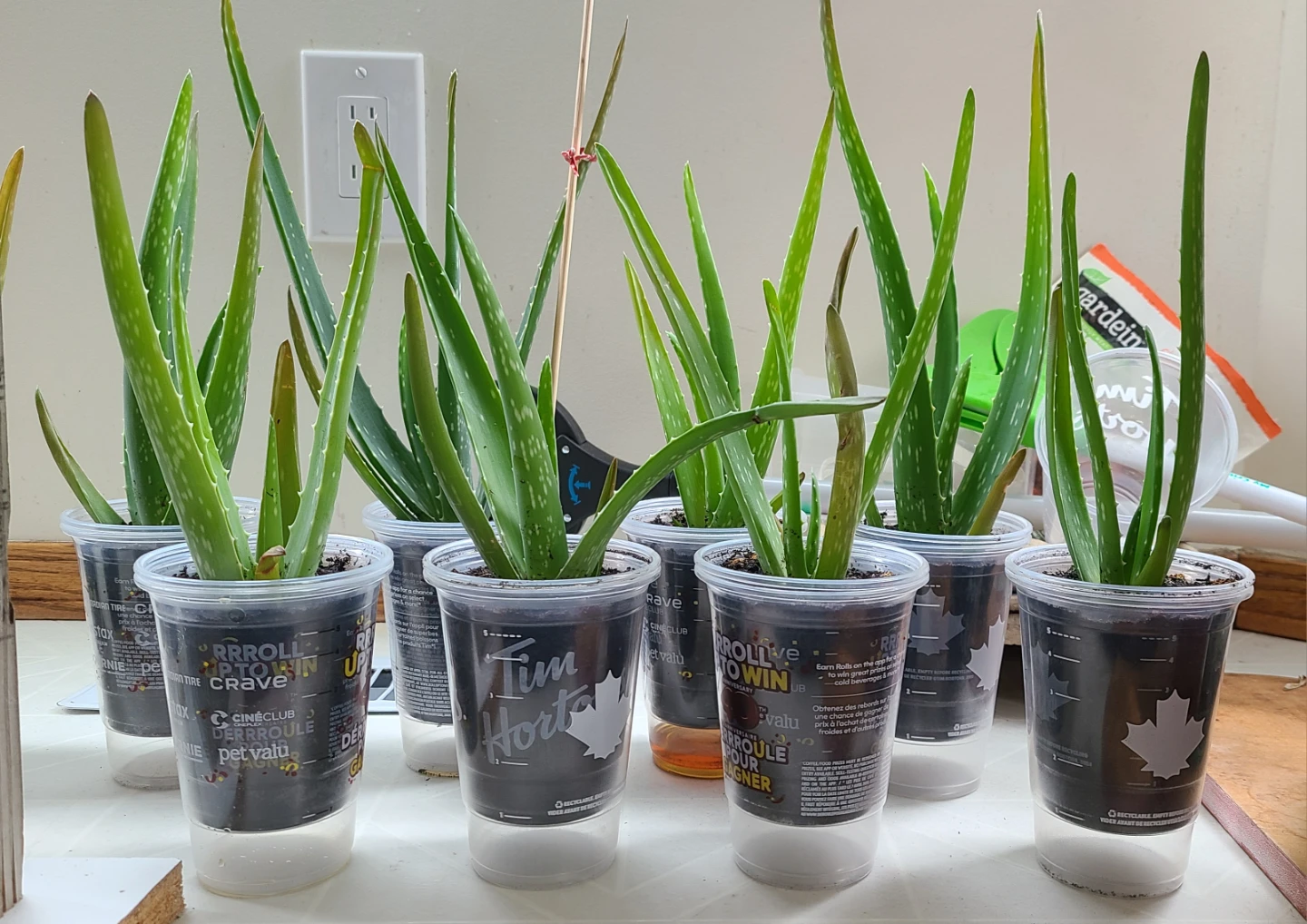 Aloe Vera Pups