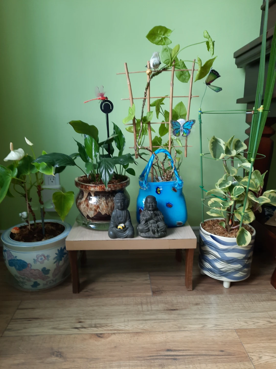 Assorted indoor plants with decorative pots $ 19 each