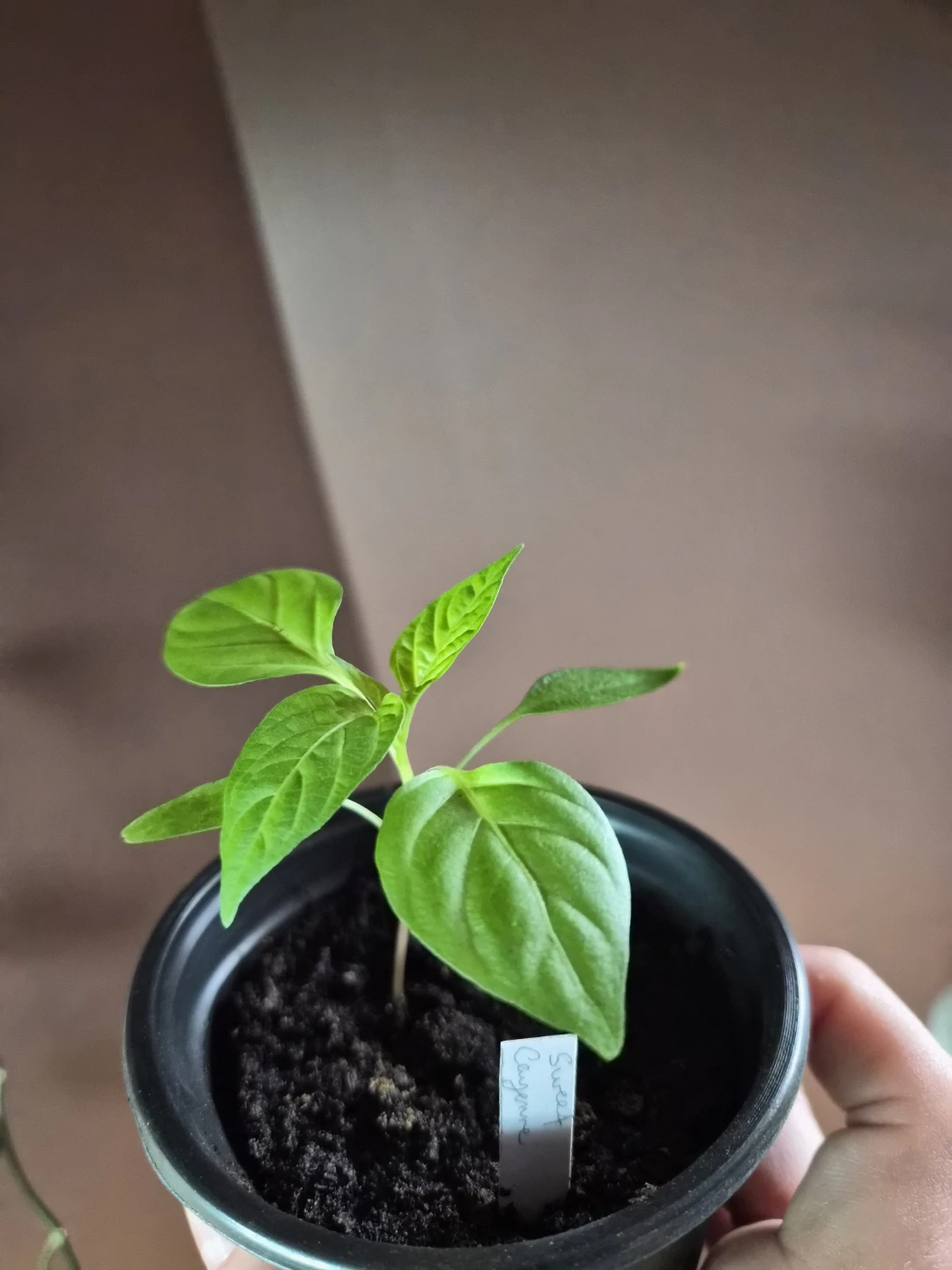 Assorted Unique Mild to Hot Peppers.  *Pricing from $3-$8* - photo 3