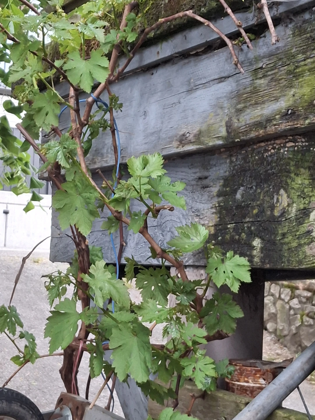 Grape vine