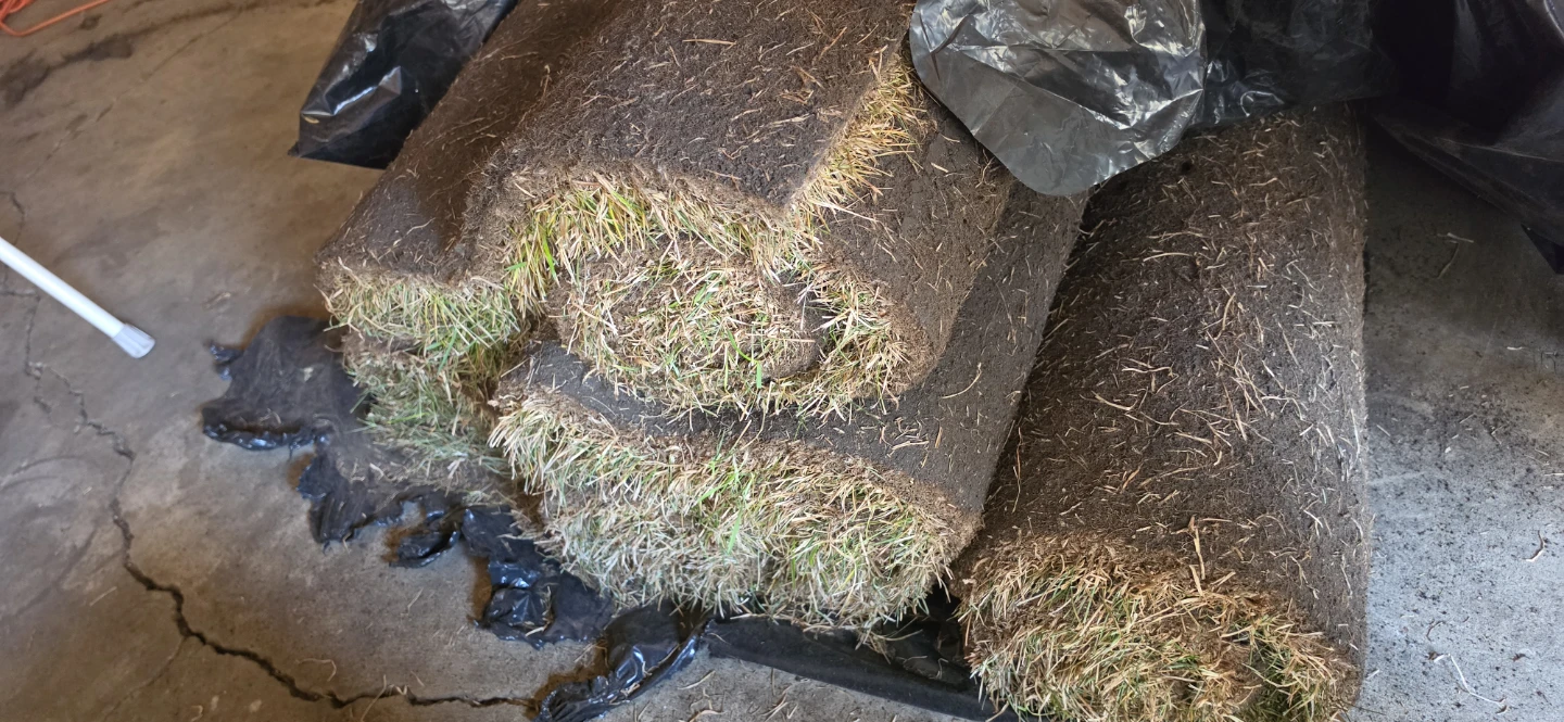Rolled Sod Grass