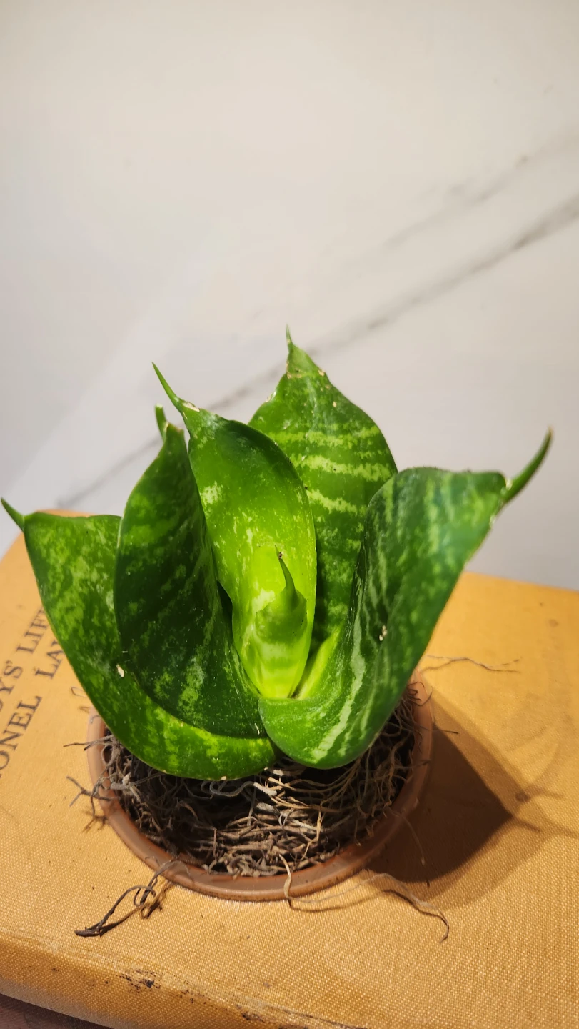 Upcycled orange vintage books planter with plants - photo 2