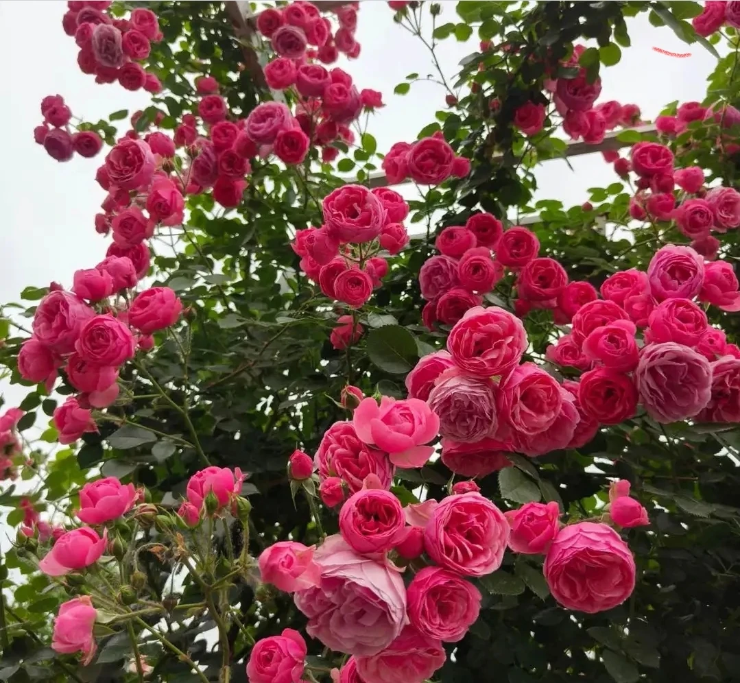 Pompanela  climbing rose