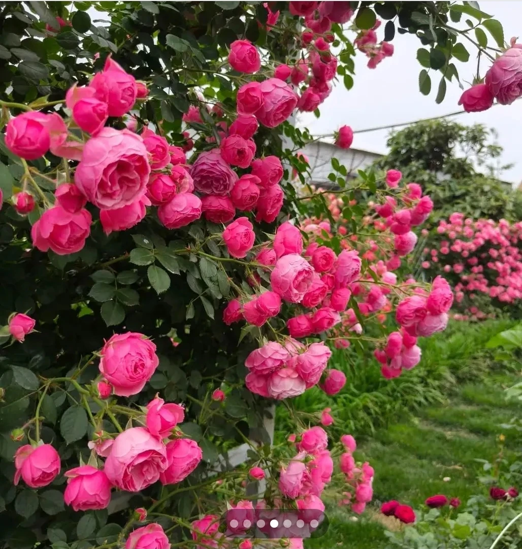 Pompanela  climbing rose - photo 2