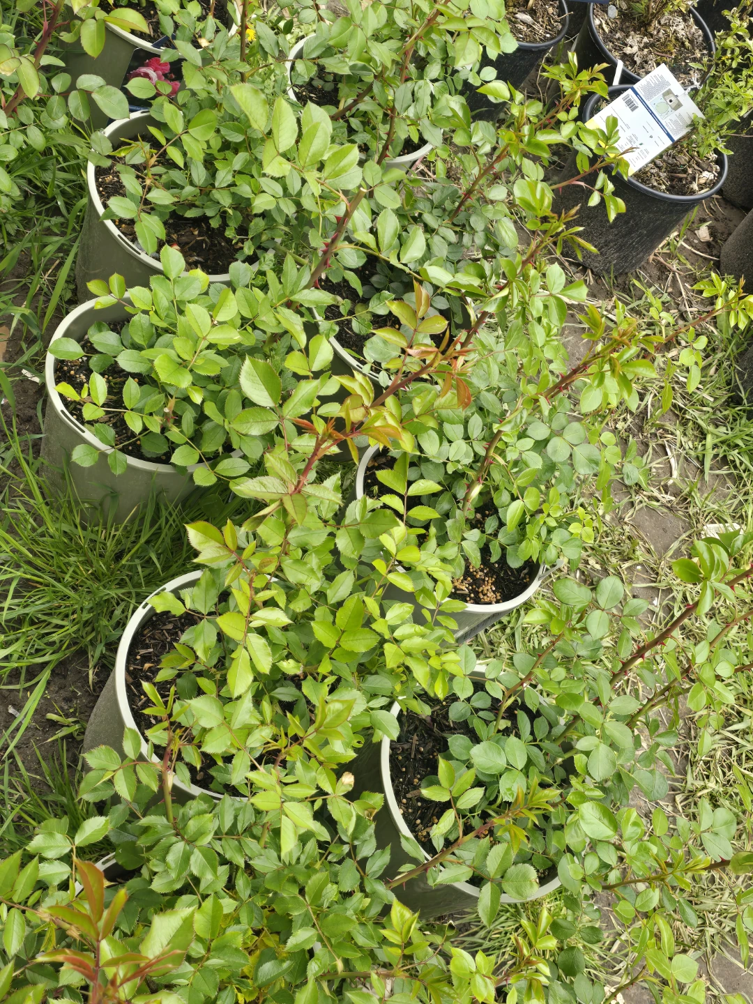 Pompanela  climbing rose - photo 3