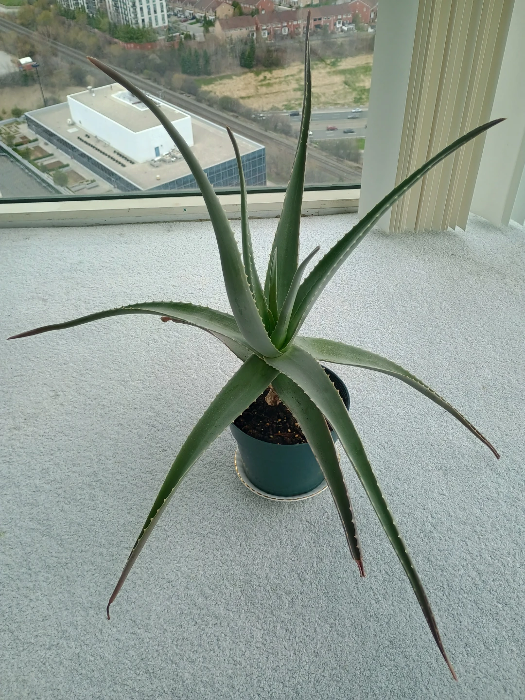 Aloe