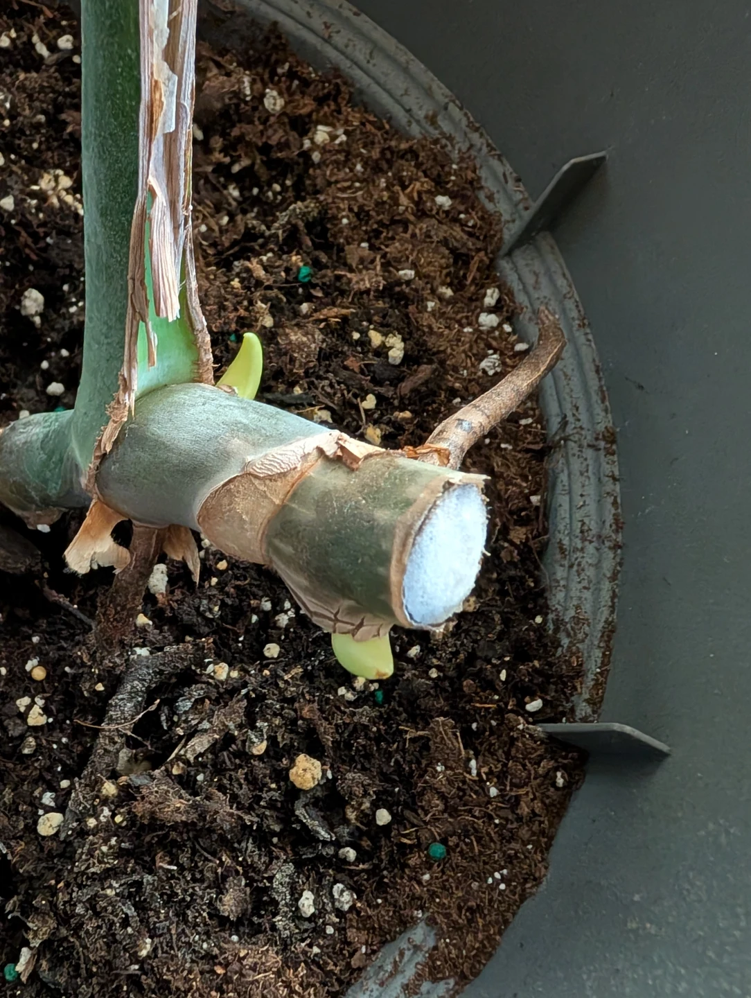 Monstera Deliciosa Plant - photo 3