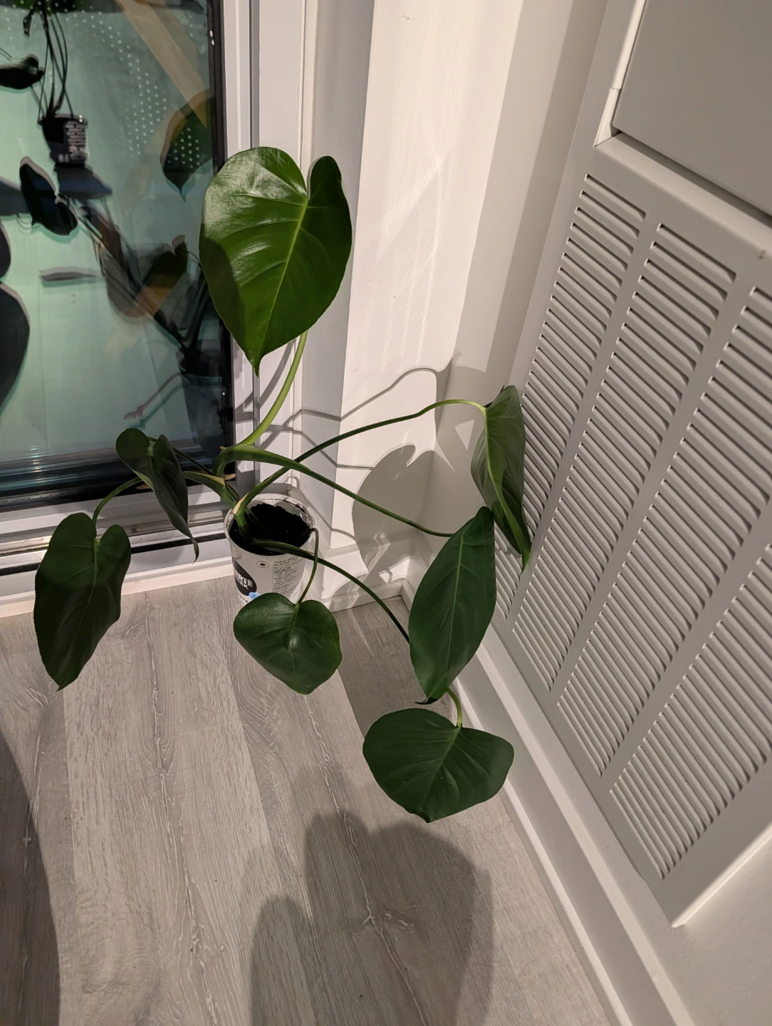 Monstera Deliciosa Plant - photo 2