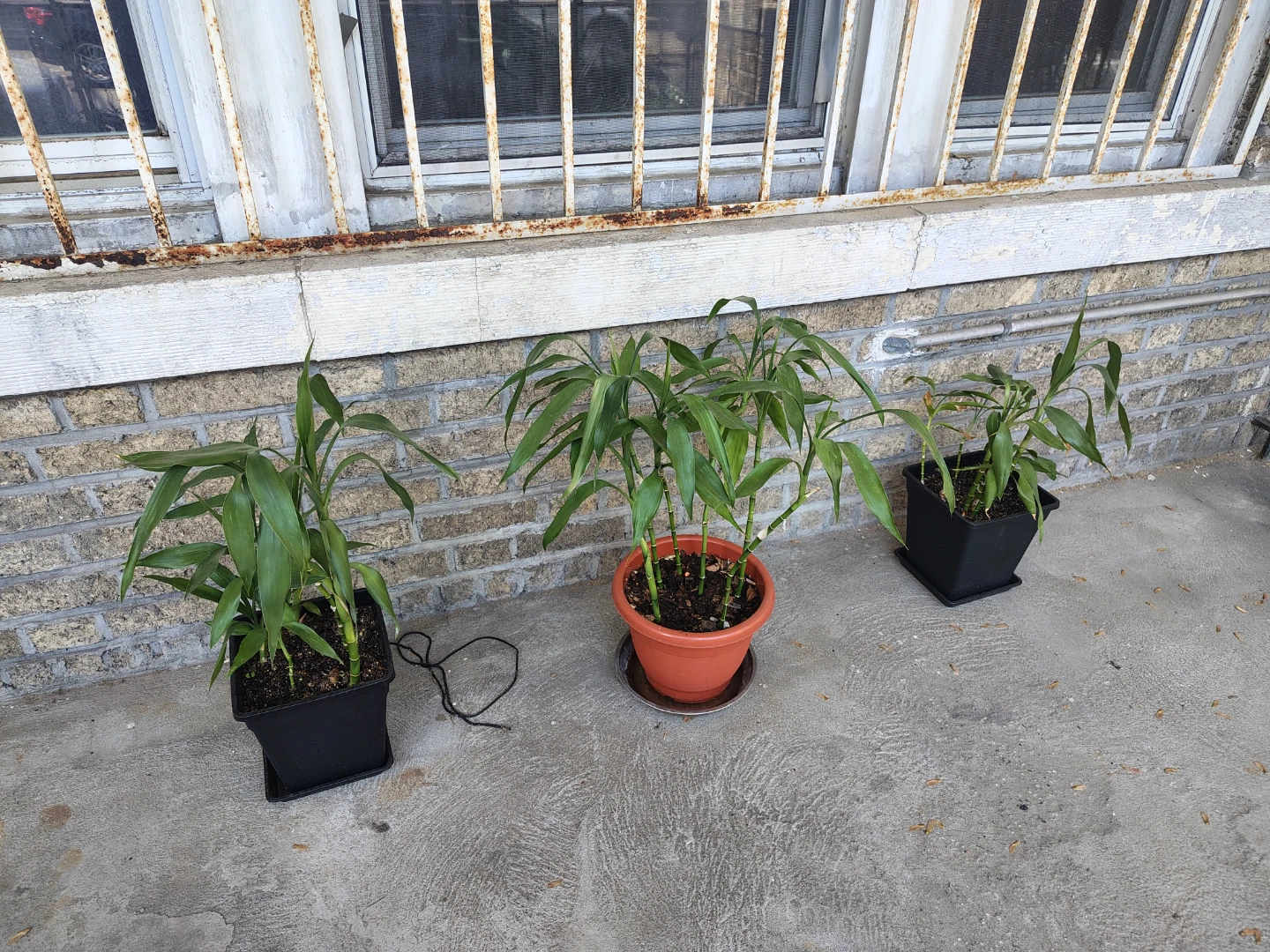 Lucky Bamboo Plants (Set of 3) $25 each or 70 for all