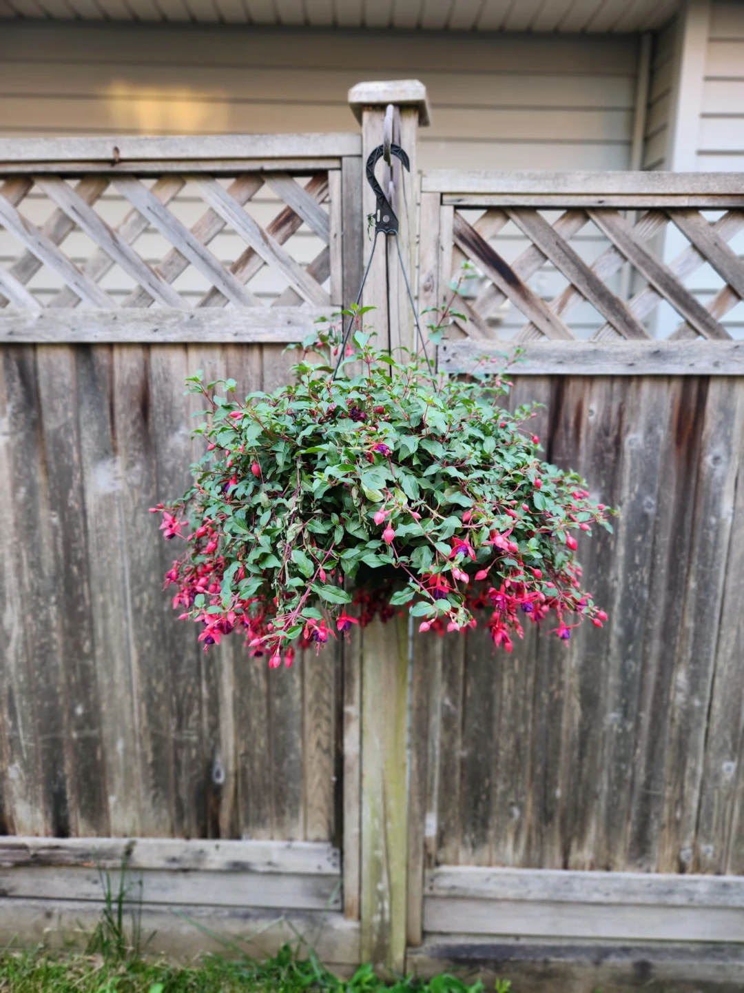 Hanging Fuchsia Plant