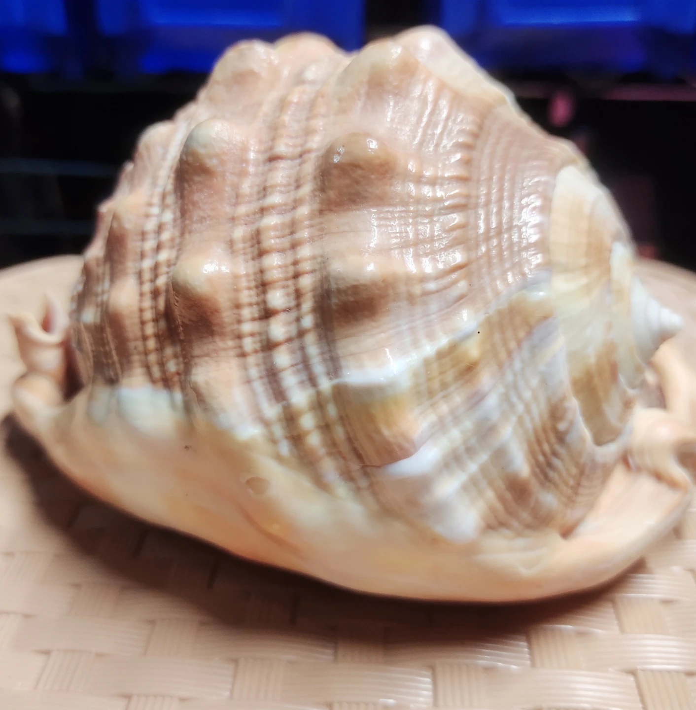 Large decorative seashell