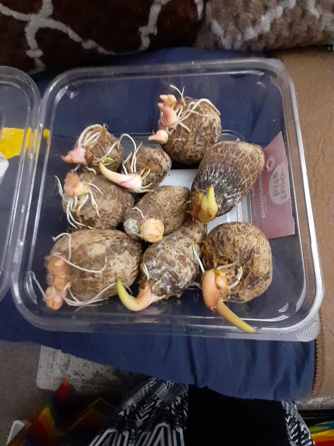 Sprouting Taro Root