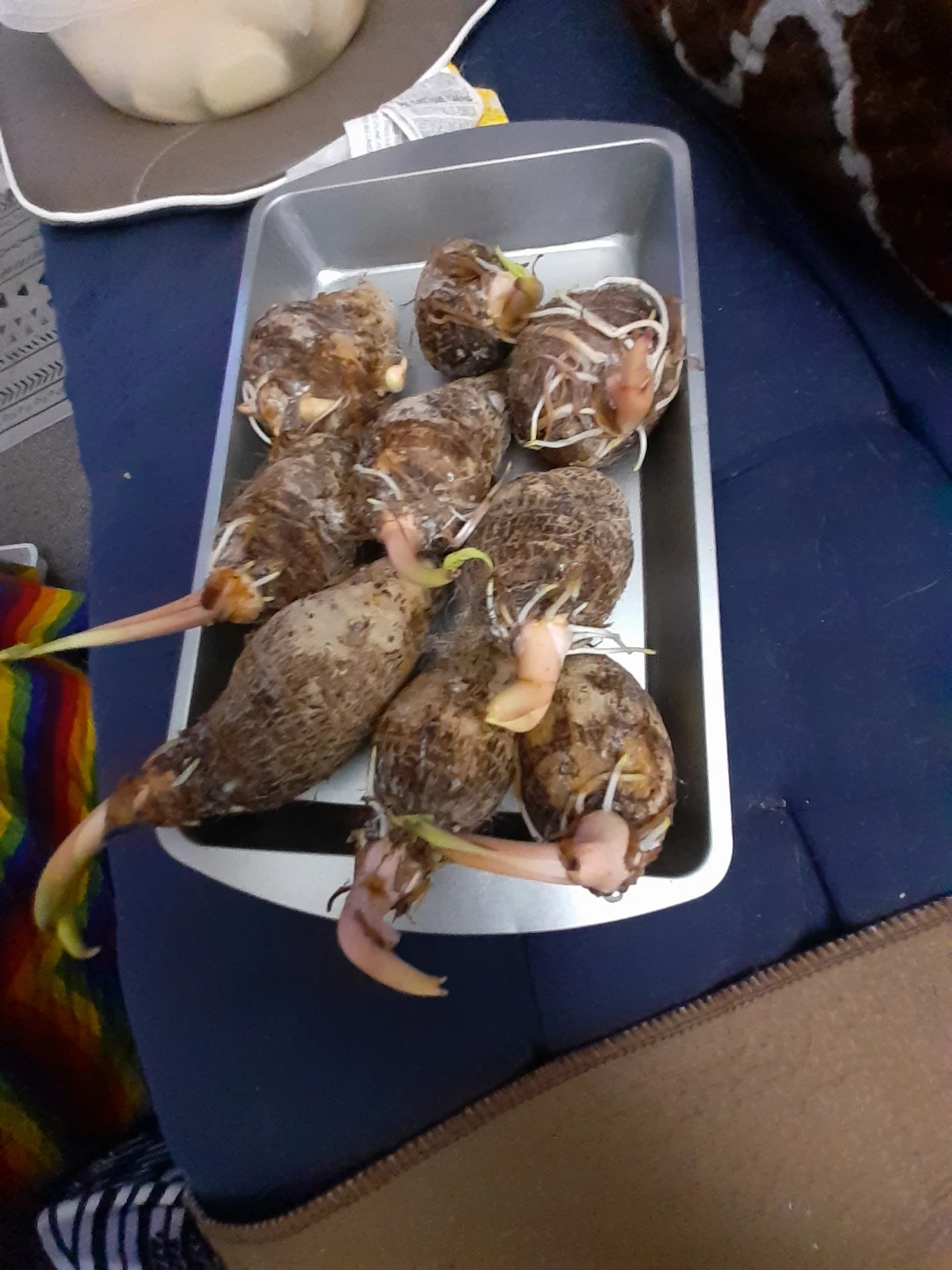 Sprouting Taro Root - photo 2