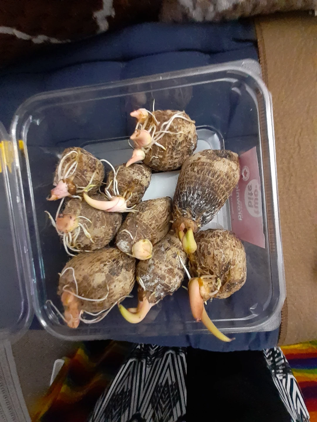 Sprouting Taro Root - photo 3