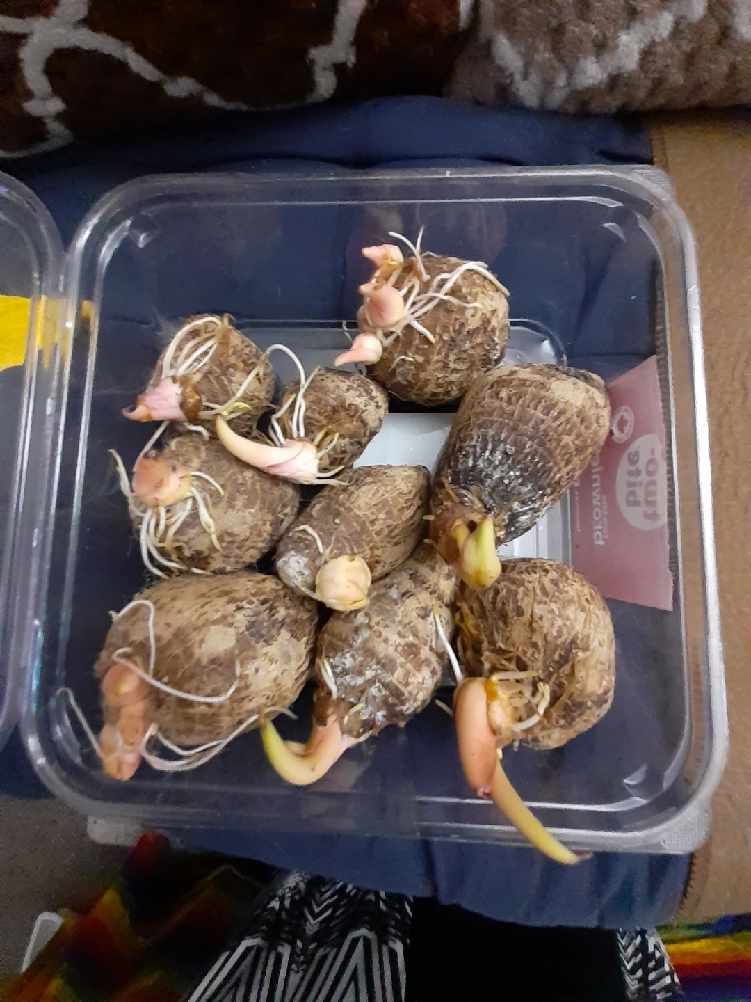 Sprouting Taro Root - photo 4