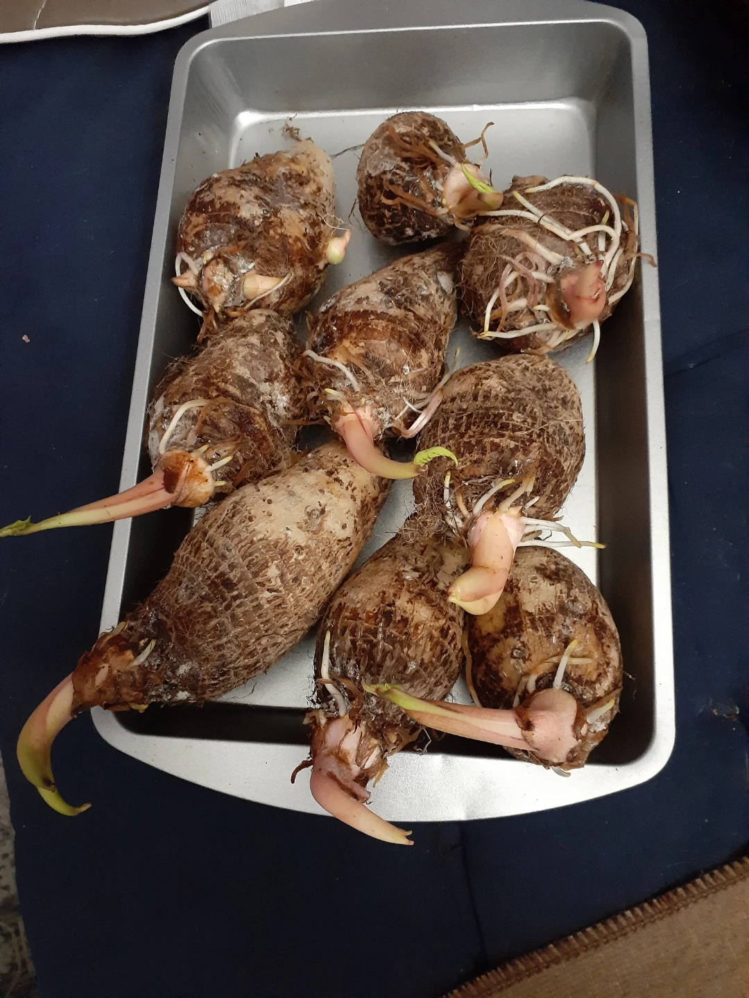 Sprouting Taro Root - photo 5