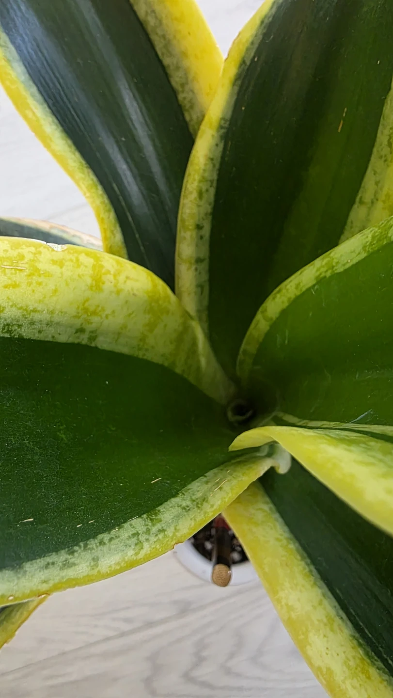 Sansevieria Rosette Snake Plant - photo 3