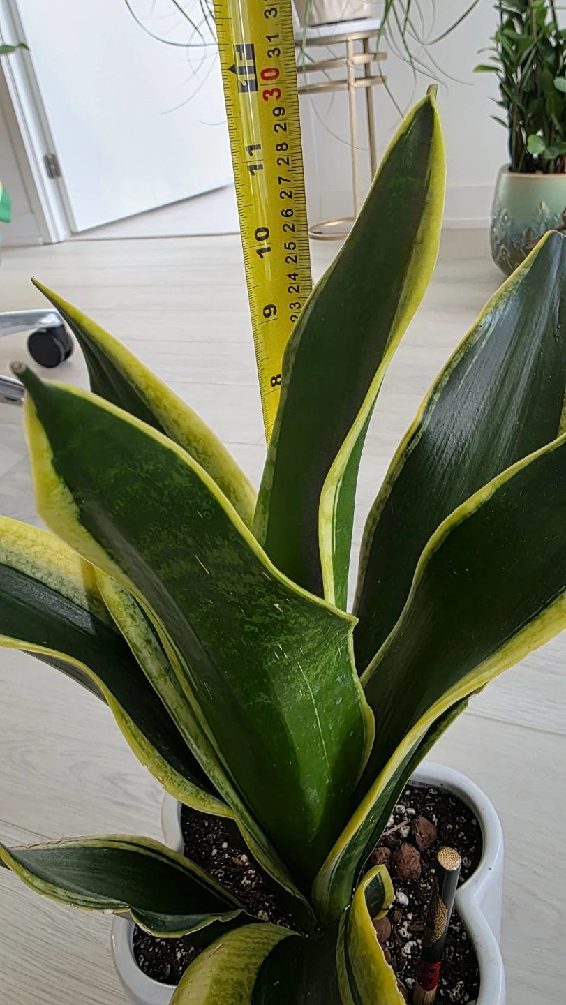 Sansevieria Rosette Snake Plant - photo 4