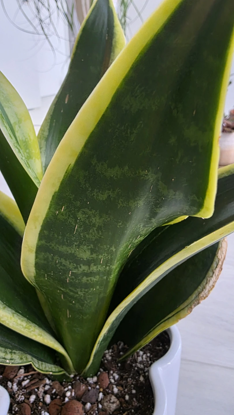 Sansevieria Rosette Snake Plant - photo 5