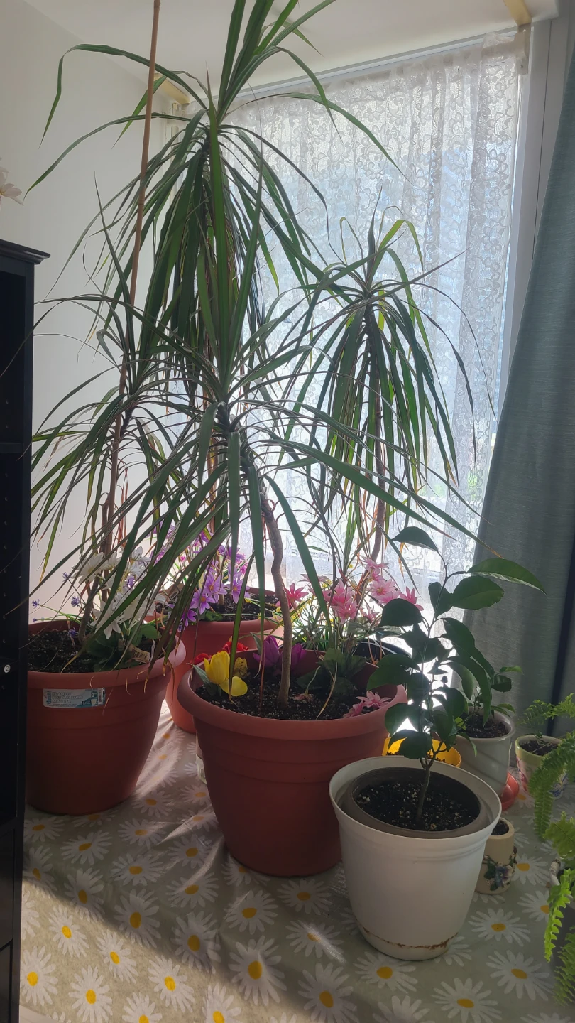 Assorted Potted Plants