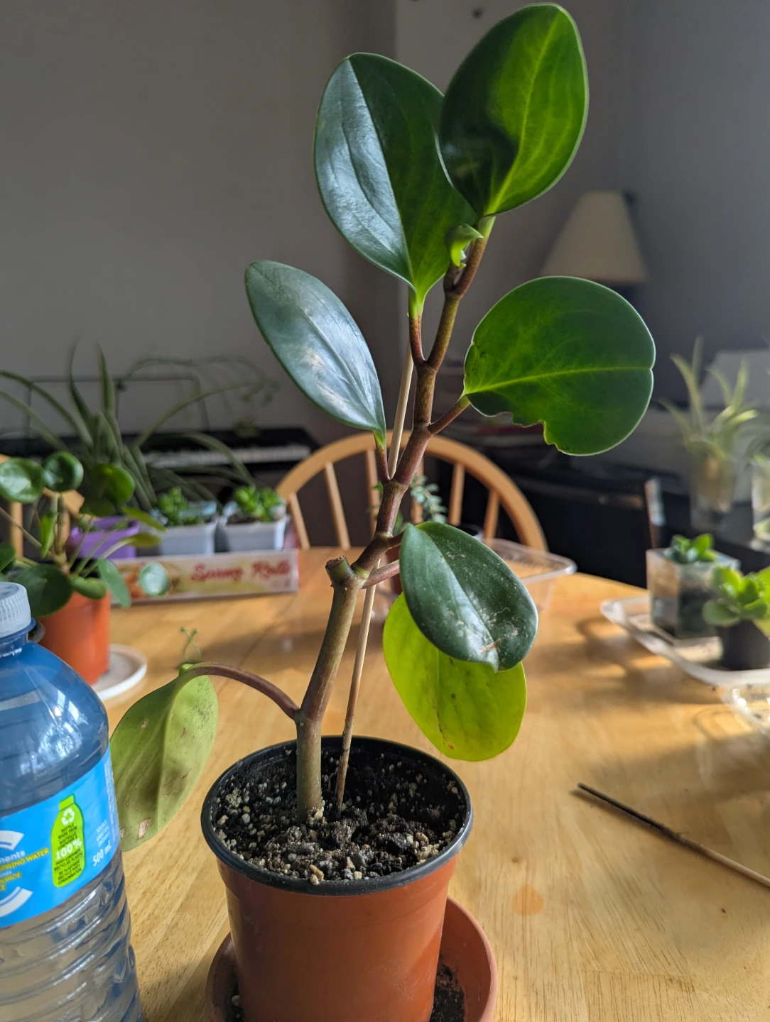 Peperomia Houseplant