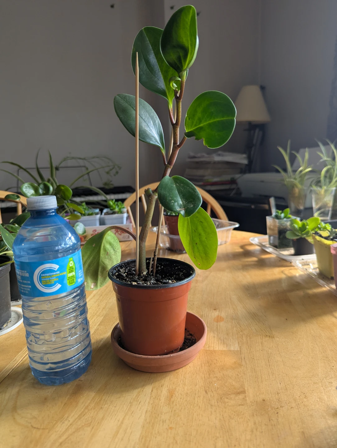 Peperomia Houseplant - photo 2
