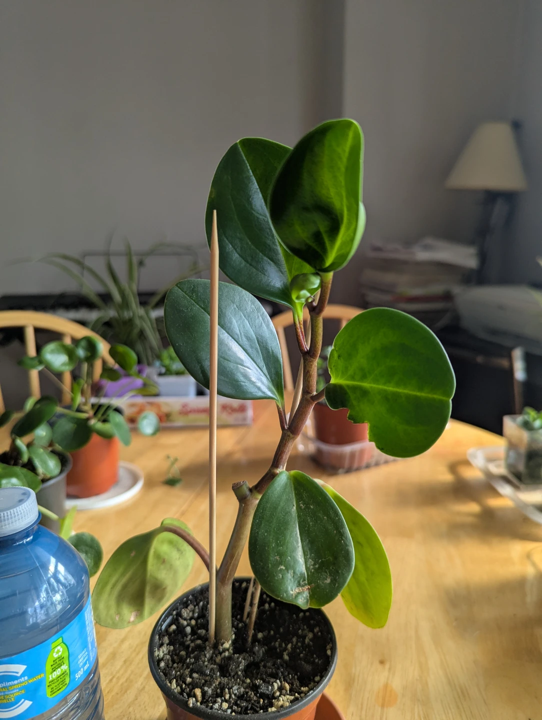 Peperomia Houseplant - photo 3