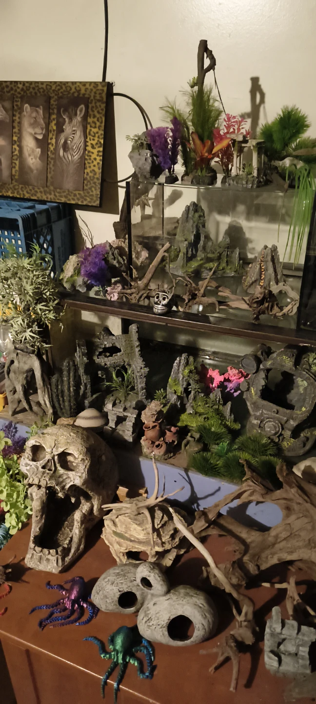Read add- Lots of fish tank stuff available