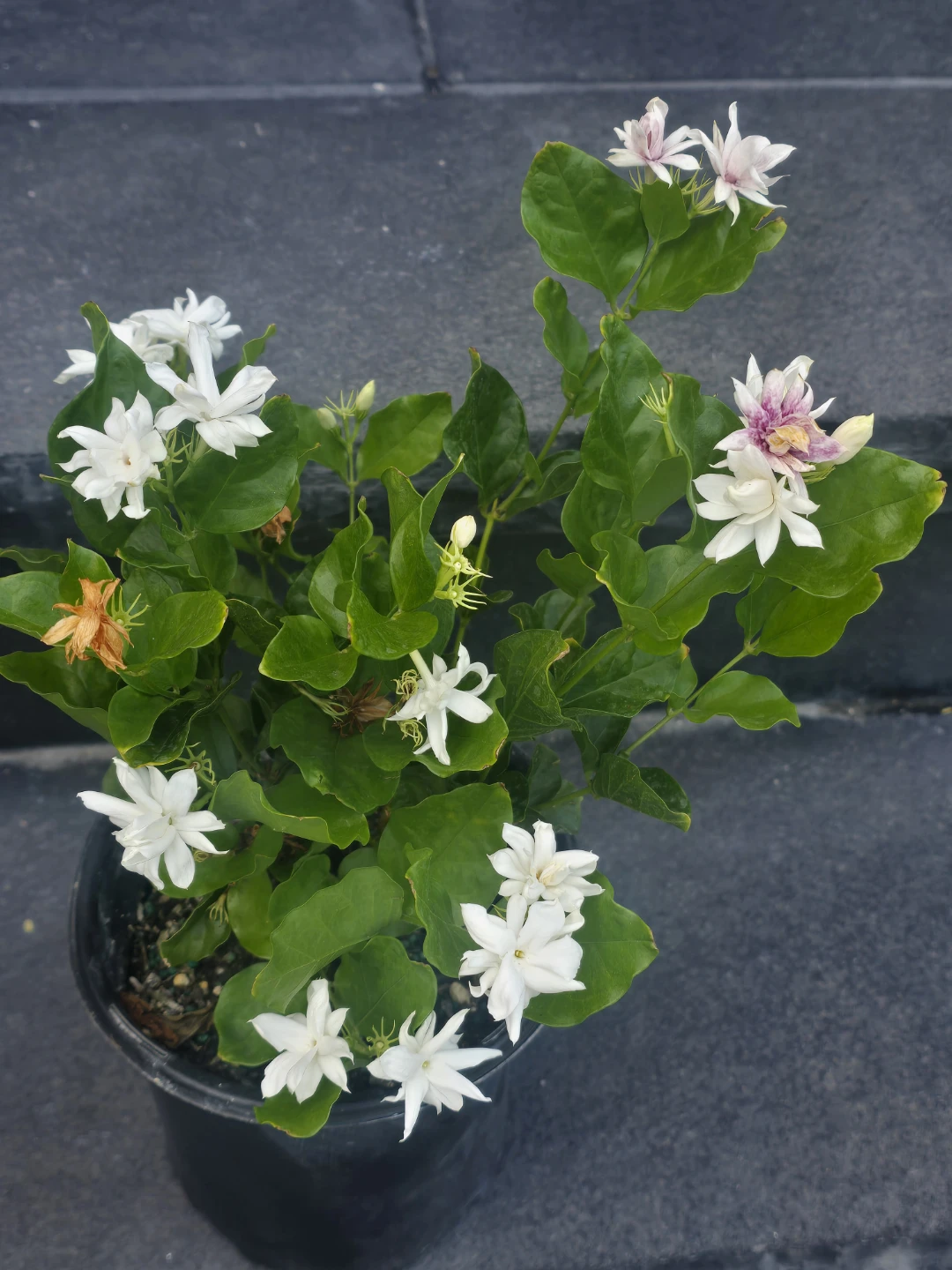Extremely strong fragrance indoor jusmin