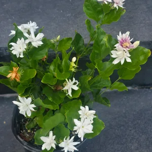 Extremely strong fragrance indoor jusmin