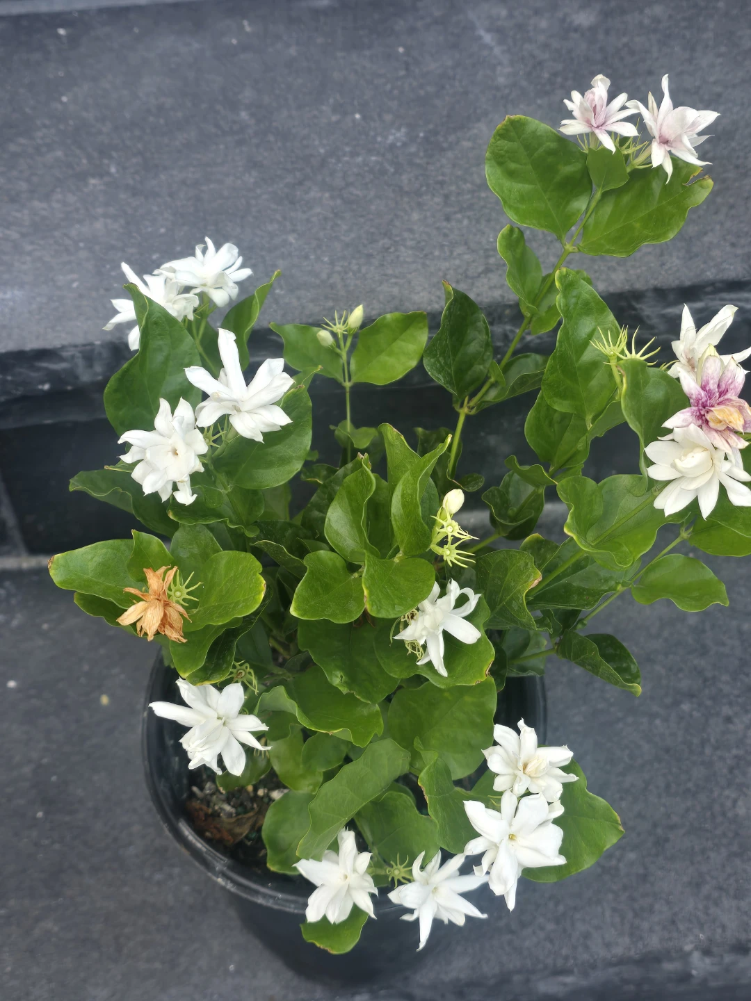 Extremely strong fragrance indoor jusmin - photo 2