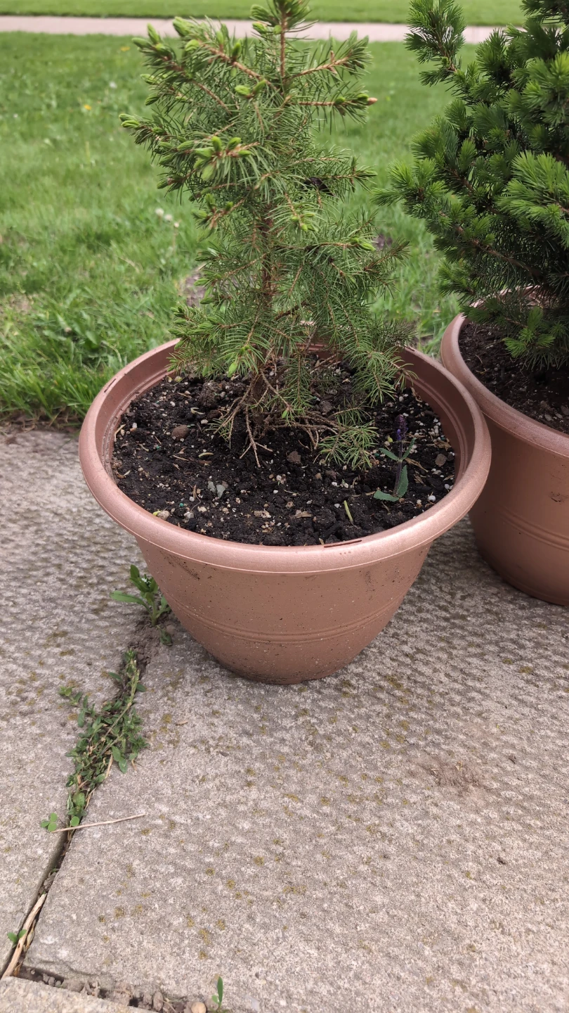 Small Potted Spruce Tree