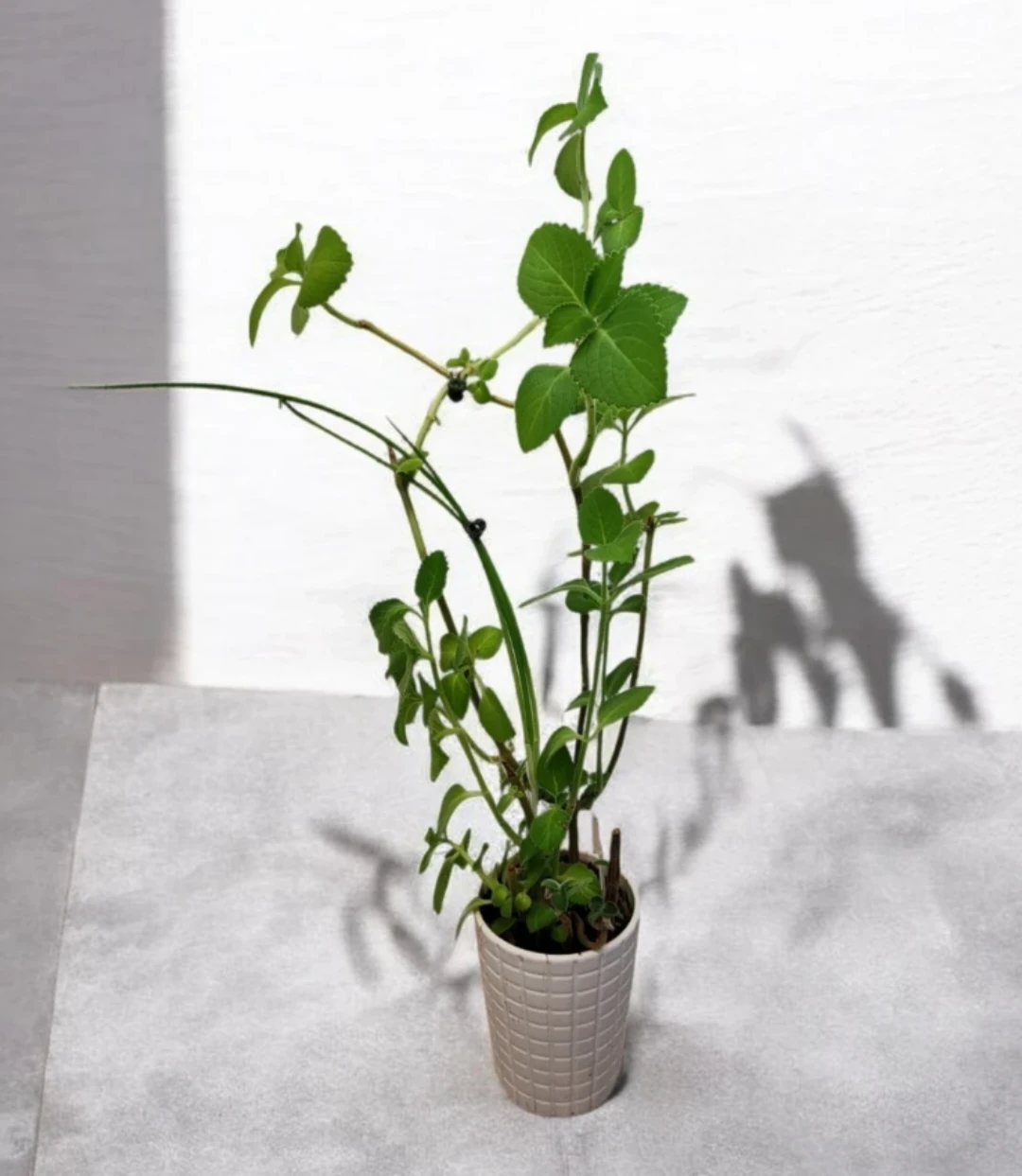 Cuban oregano plant in white pot