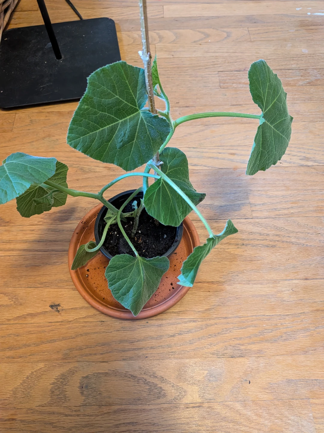Butternut Squash 2 plants in pot