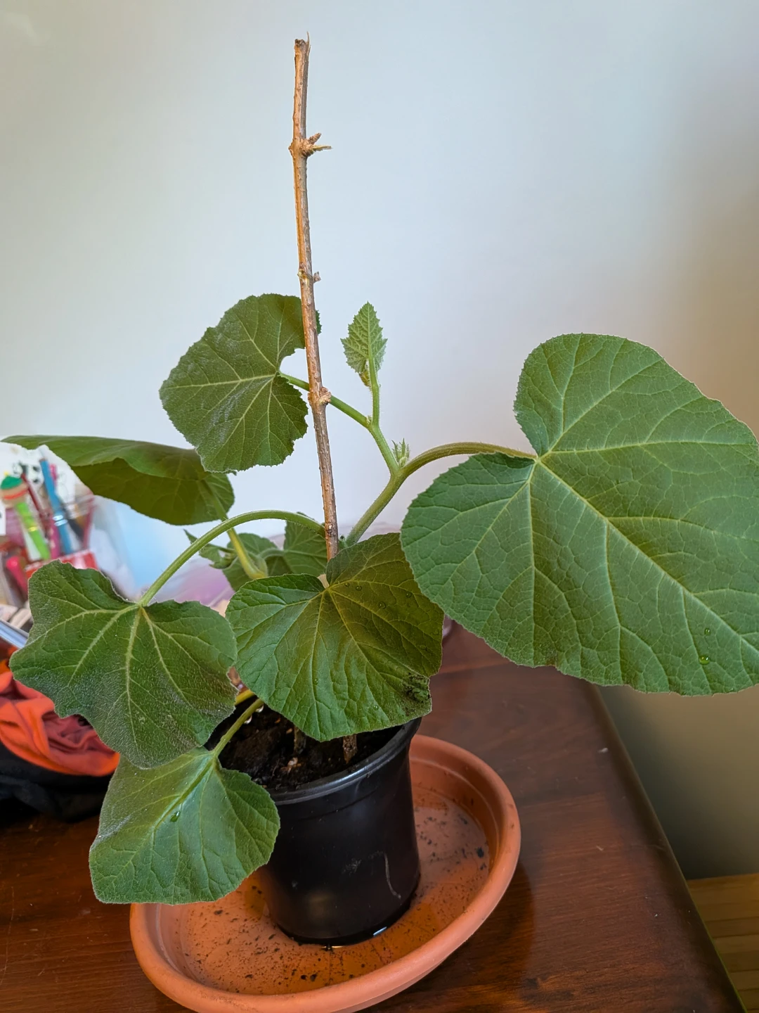 Butternut Squash 2 plants in pot - photo 2