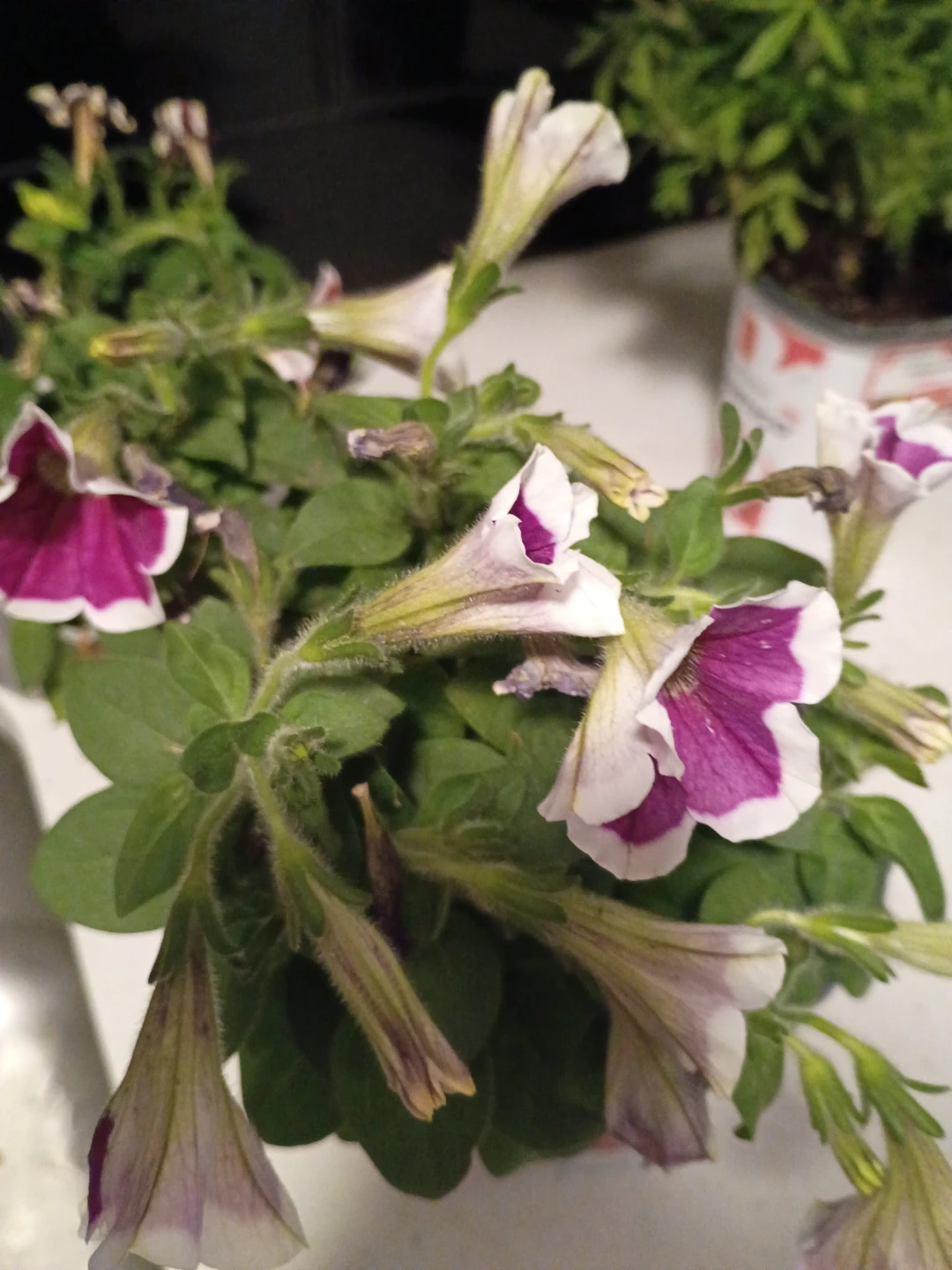 Assorted Petunia and Marigold Plants - photo 4