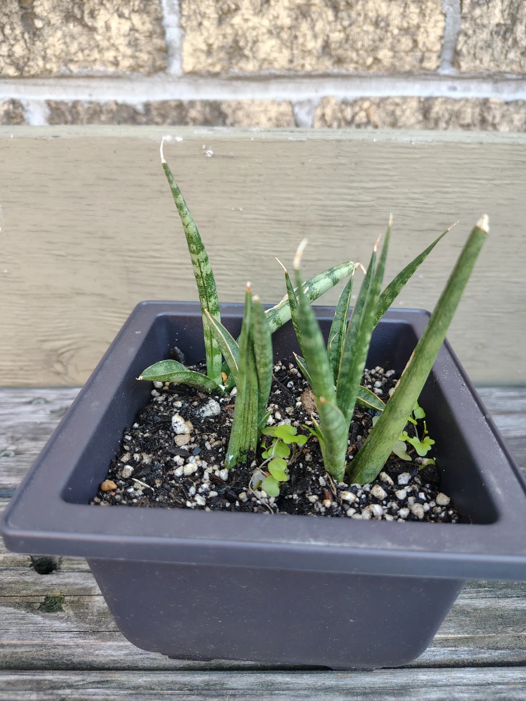 Snake Plant in Pot