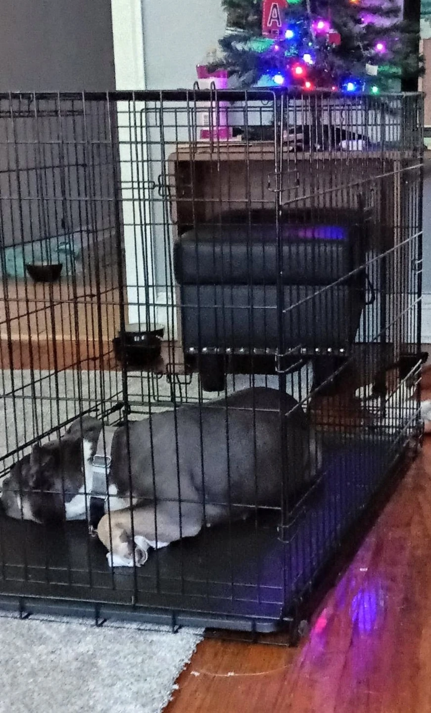Wire Dog Crate with Divider