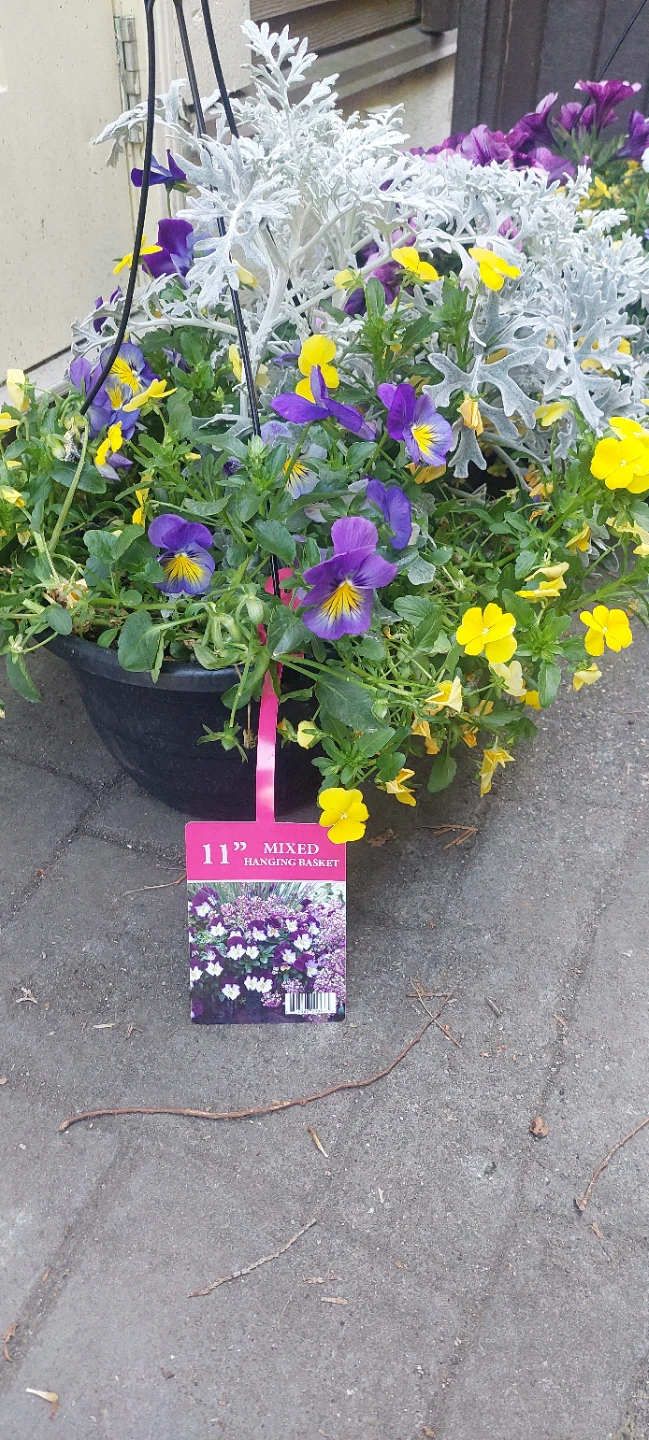 11" Mixed Hanging Basket