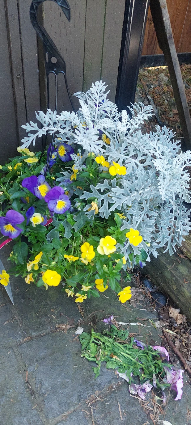 11" Mixed Hanging Basket - photo 2