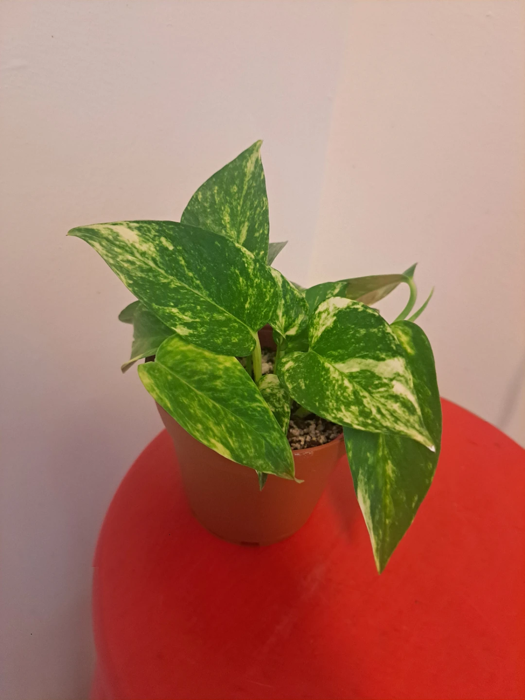 Golden Pothos Plant