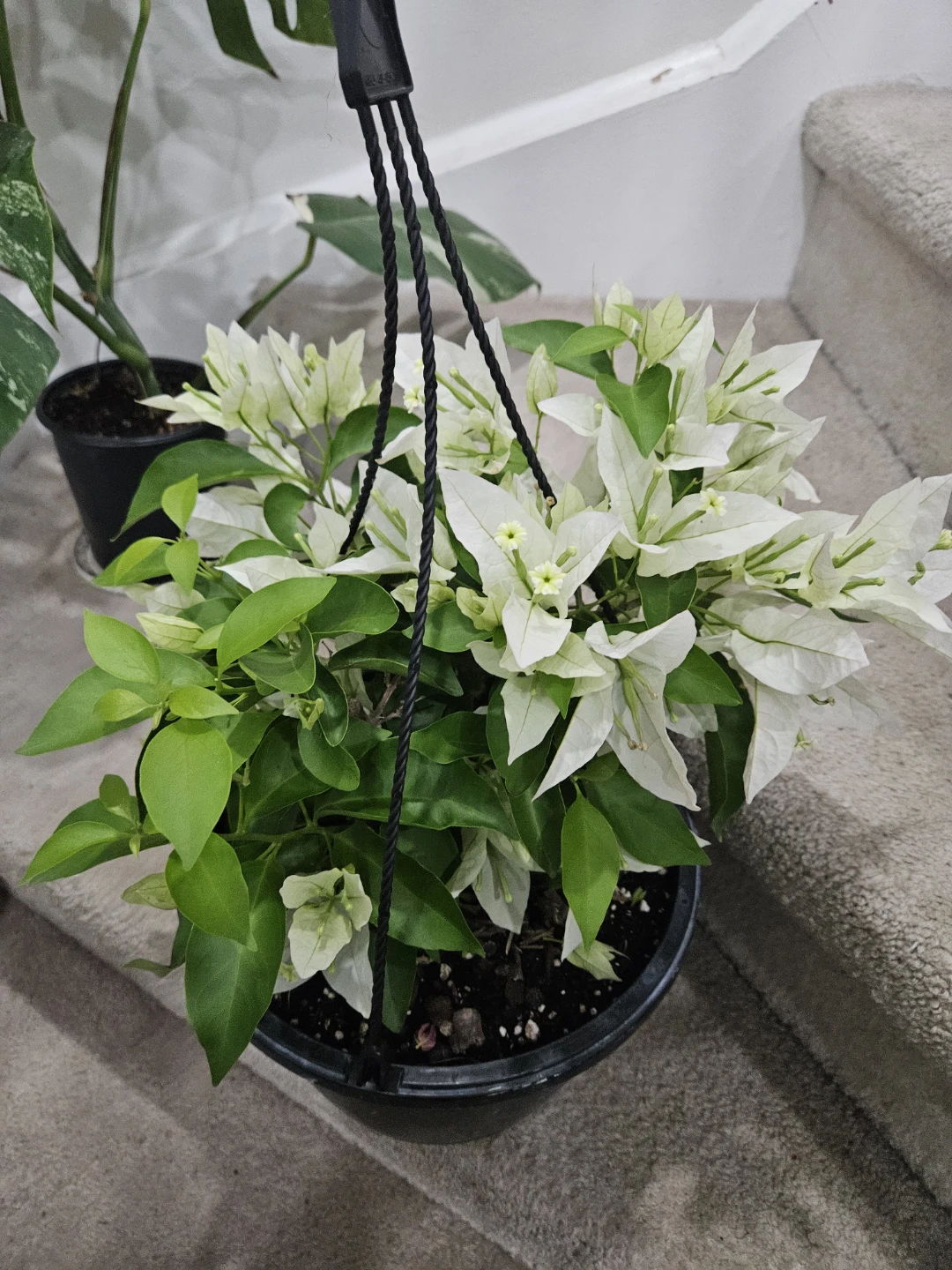 White Bougainvillea Hanging Plant - photo 2