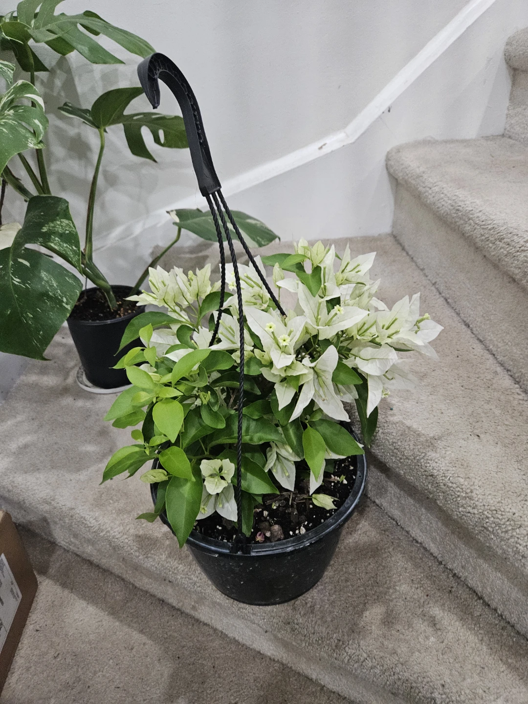 White Bougainvillea Hanging Plant - photo 3