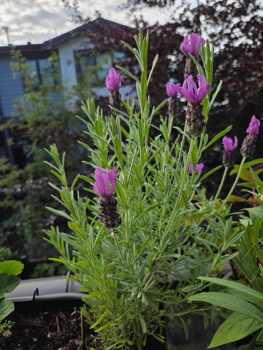 2 Lavender Plant in White Pot - photo 2