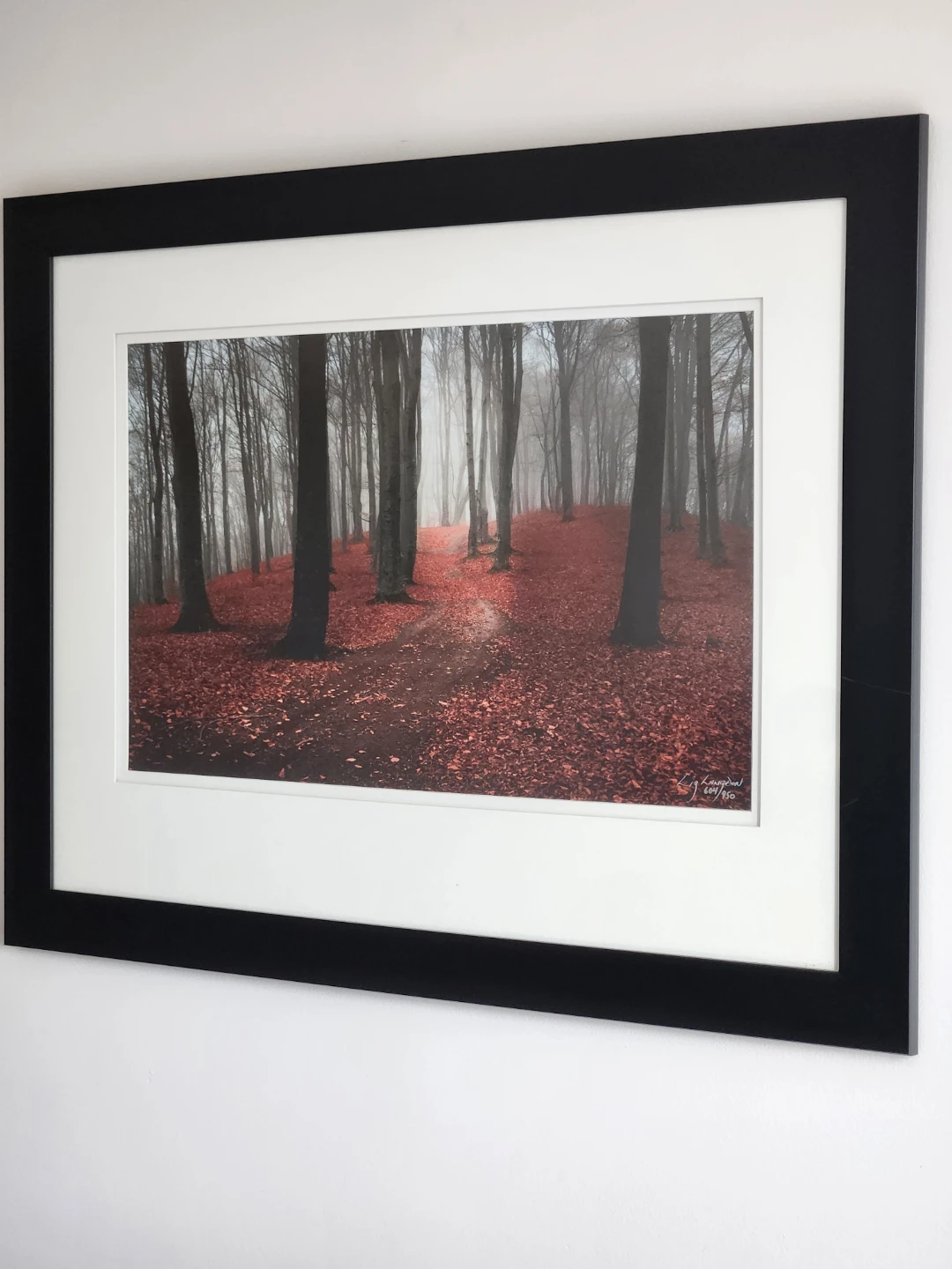 Framed Forest Print - Limited Edition 604/950