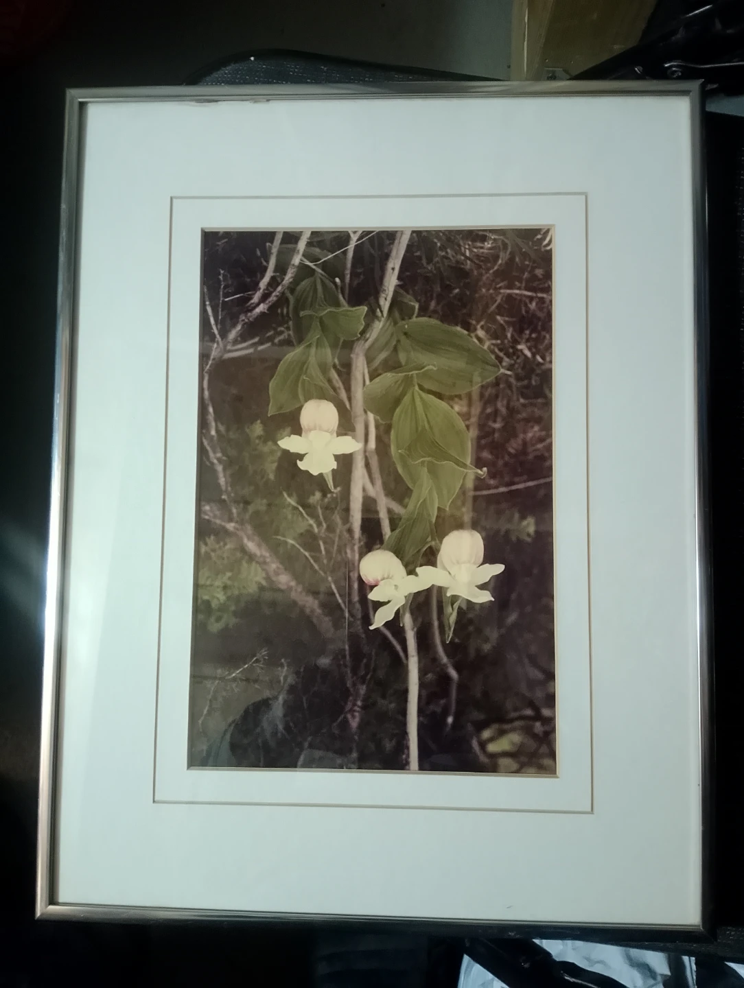 Framed Print of White Orchids